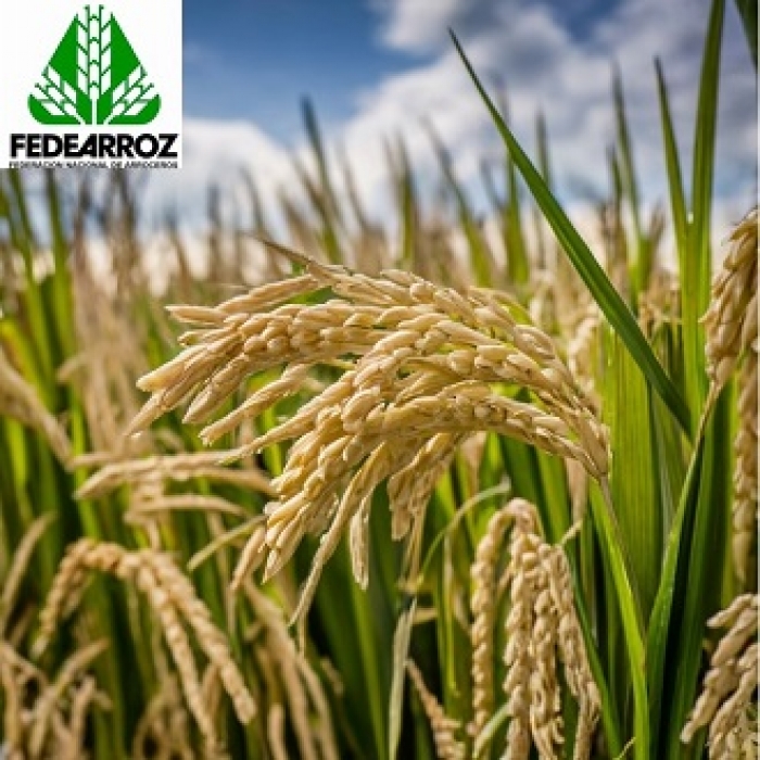 Para Fedearroz la seguridad en las zonas rurales es la base del desarrollo del sector productivo