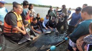 Liberaron a “Esperanza”, la tonina que duró más de un mes varada en el río Pauto