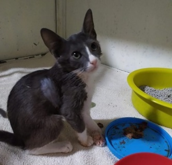 Exitosa cirugía practicada a felino en Clínica Veterinaria de Unitrópico será presentada a nivel internacional