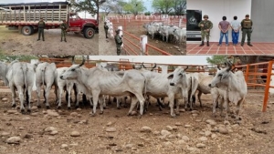 Los pillaron transportando ganado robado: Ejército recuperó 17 semovientes que habían sido hurtados en el norte del departamento