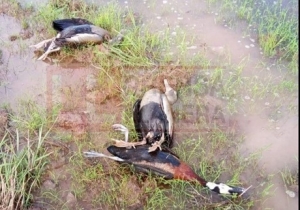 Gran mortandad de patos silvestres y babillas en la vereda Mariara de Orocué