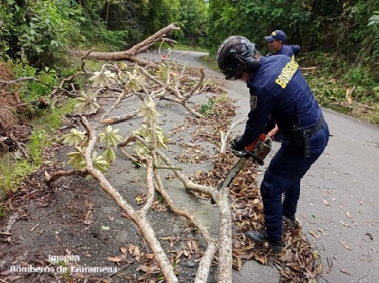 Fuerte aguacero en Tauramena generó caída de árboles en vía alterna que comunica con Monterrey