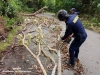 Fuerte aguacero en Tauramena generó caída de árboles en vía alterna que comunica con Monterrey