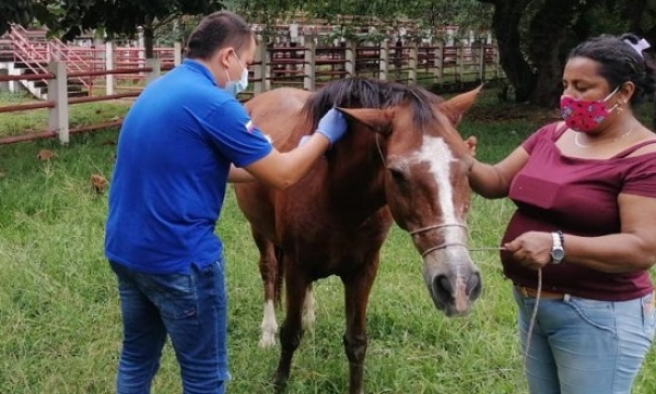 Avanza jornada de vacunación de Encefalitis Equina Venezolana para equinos en Yopal