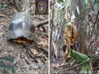 Incendio forestal en zona rural de Tauramena afectó fauna silvestre que habitaba el lugar
