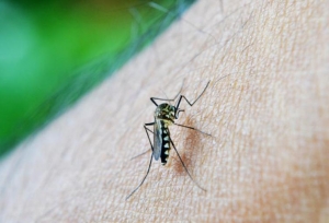Reportan disminución de casos de dengue en Casanare
