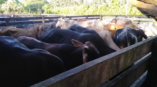 Tras las rejas señalados de hurtarse el ganado a uno de sus patrones