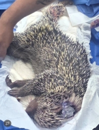 Crueldad animal: Bomberos de Tauramena rescata puercoespín atacado con machete