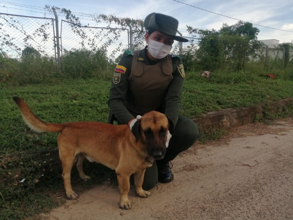 ¿Va a disfrazar su mascota?. Tenga en cuenta estas recomendaciones para evitar el maltrato animal en la celebración del día dulce.