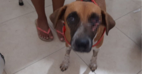 Otro acto de violencia contra los animales deja a un canino sin un ojo en Yopal