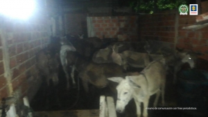 Casa por cárcel para presunto responsable de matadero ilegal de carne de caballo y de burro