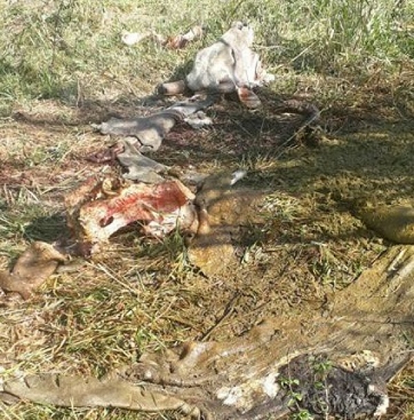 Aumenta carneo en fincas de Yopal