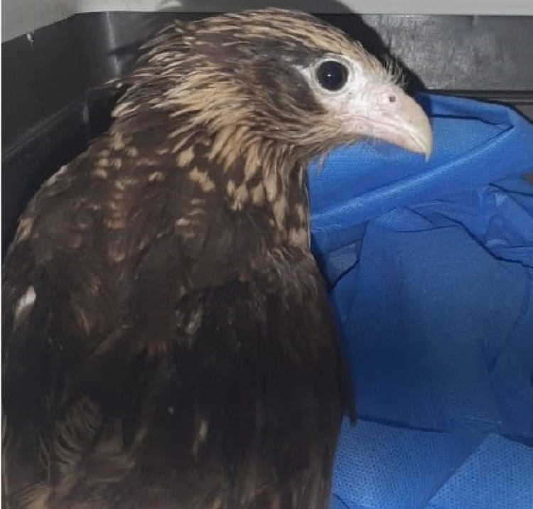 Rescatada ave rapaz que permanecía como mascota en una vivienda en Arauca