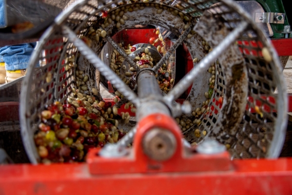 Trapiches y Ecomiles están aportando a mejorar la calidad de vida de los productores de Casanare