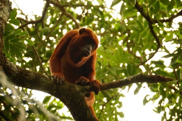 La importancia de Cinaruco como Distrito Nacional de Manejo Integrado en Colombia