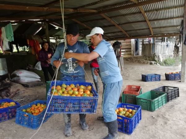 Chámeza: Ejemplo de productividad agrícola para Casanare