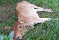 Brote de rabia en el municipio de Támara, advirtió la Secretaría de Salud