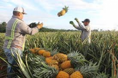 Gobierno Nacional otorga alivios financieros para productores del campo que tienen deudas con Banco Agrario y Finagro