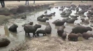 Chiguiros demandan agua en llanuras de San Luís de Palenque