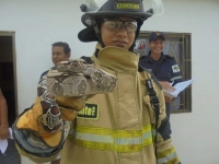 Fauna silvestre, con mayor libertad durante la cuarentena (Informe Especial)