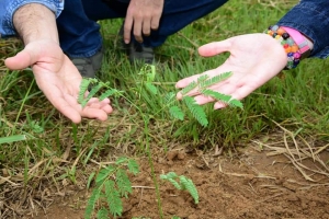 Ecopetrol se vincula al movimiento “un billón de árboles” del Foro Económico Mundial