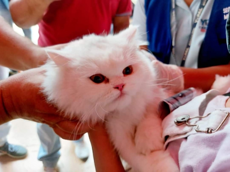 Cerca de 200 “peluditos” fueron vacunados contra la rabia este fin de semana en Yopal