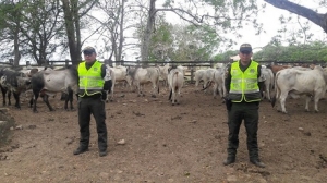 Policía incautó 97 bovinos cebú de contrabando