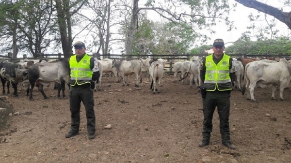 Policía incautó 97 bovinos cebú de contrabando
