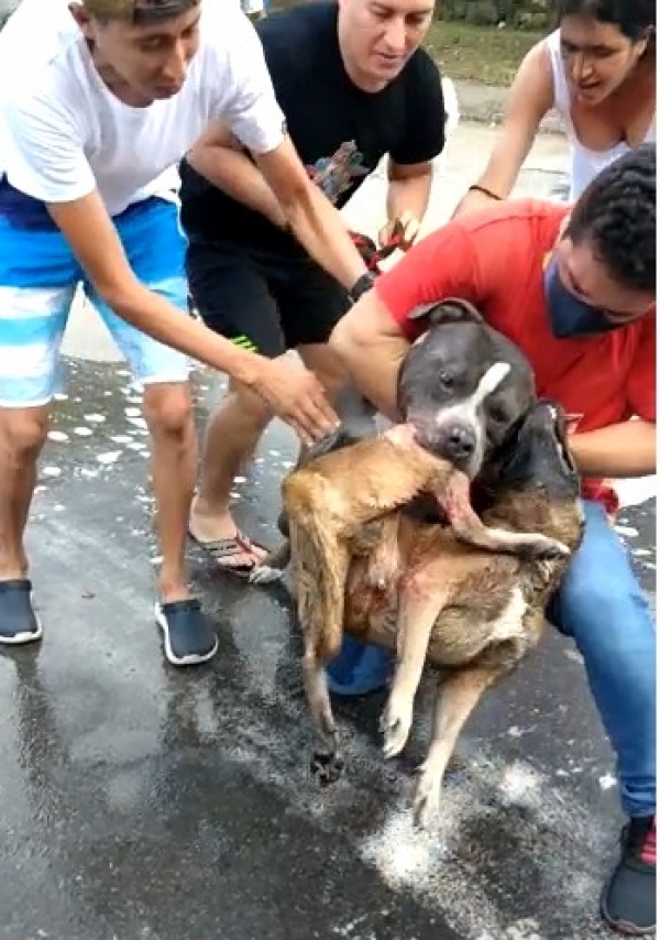 Cruel ataque de perro pitbull a otro canino en Aguazul