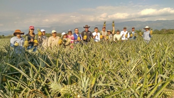Primera cosecha de piña de Agrosant en Aguazul