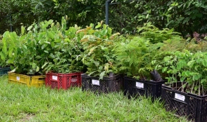 44 mil árboles entregó Ecopetrol a Corporinoquia para sembrar en seis municipios de Casanare