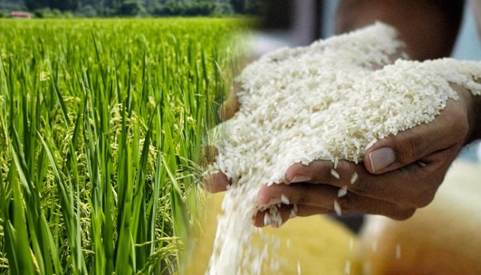 Fedearroz exportará arroz a Estados Unidos