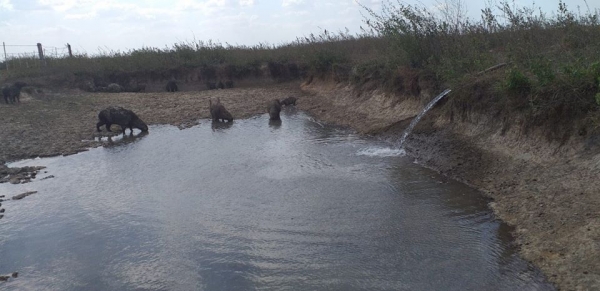 Llevaron agua a puntos críticos de Paz de Ariporo donde empiezan a morir chigüiros