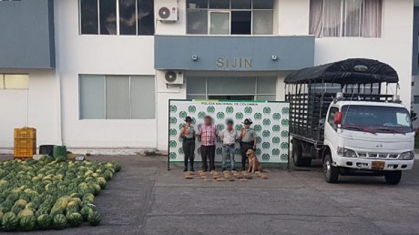 Pipe halló 25 libras de marihuana camufladas con Patillas