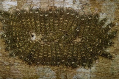 Cuidado con la oruga venenosa