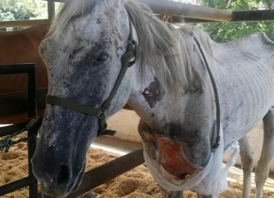 Valiente falleció siendo víctima de la indolencia, la indiferencia y el abandono de su dueño