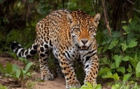 Día Internacional del Jaguar: Corporinoquia recordó las iniciativas que viene aplicando para preservar esta especie