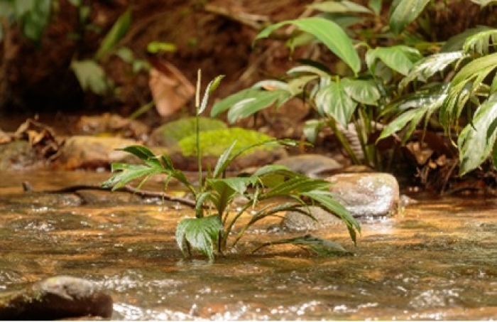 Ecopetrol destaca a nivel mundial por su manejo del agua y compromiso climático, según informe CDP