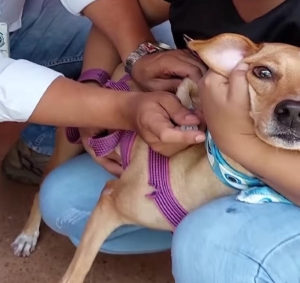 100 mascotas fueron vacunadas contra la rabia durante el fin de semana en  Yopal