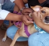 100 mascotas fueron vacunadas contra la rabia durante el fin de semana en Yopal