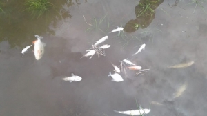 Afectados por mortandad de peces en Maní piden pronta visita de Corporinoquía