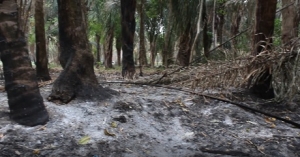 Urbanizadores ilegales provocaron daño ambiental en Tacarimena