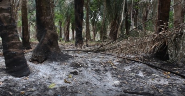 Urbanizadores ilegales provocaron daño ambiental en Tacarimena