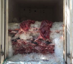 Cuatro toneladas de carne de chigüiro, fueron incautadas en Casanare