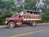 En jurisdicción de Aguazul es detenido un camión que transportaba 8 ejemplares equinos