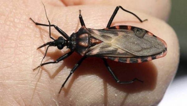 Aumentan los casos confirmados de Chagas en Casanare